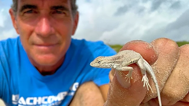 This lizard found on Texas coast is a master of camouflage