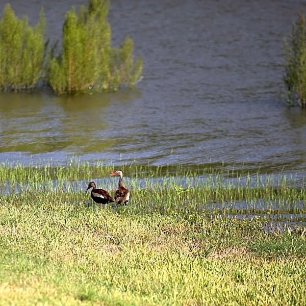 Corpus Christi drought restrictions may soon loosen again. Here's why.