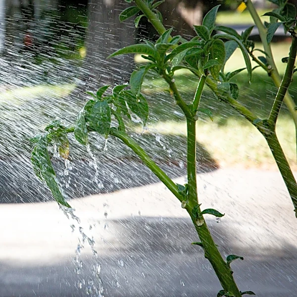 Here are the rules to follow under Stage 1 drought in Corpus Christi