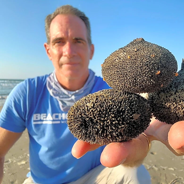 Toilet scrubbers washed ashore? These objects are tropical fruit