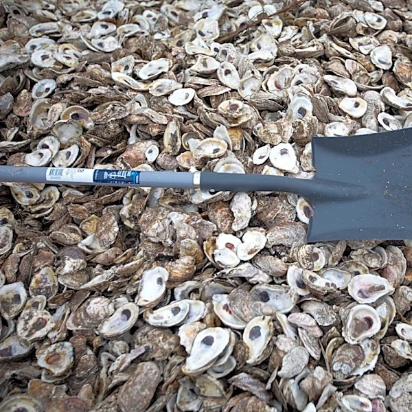 Restaurants return oyster shells to restore Coastal Bend reefs