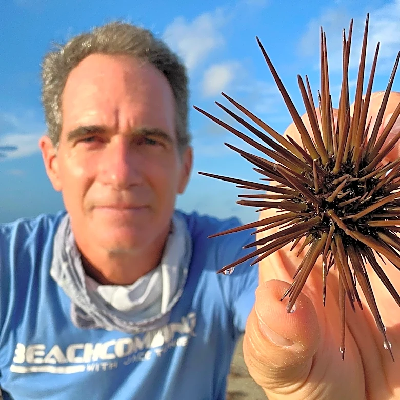 A displaced sea urchin gets a ride back to the Gulf