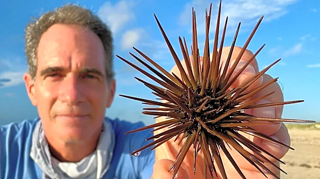A displaced sea urchin gets a ride back to the Gulf