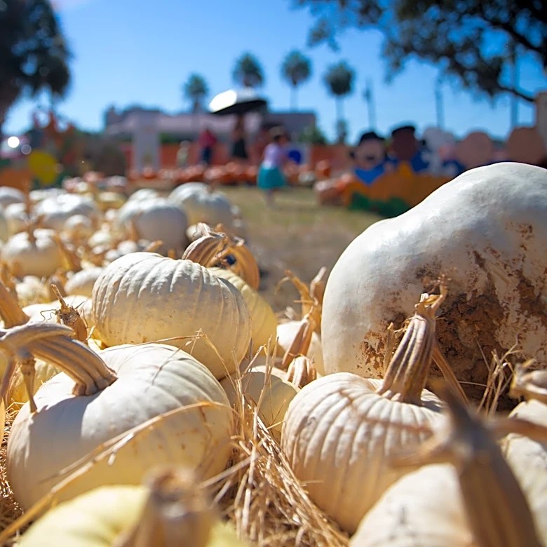 Find your pick at these Corpus Christi area pumpkin patches