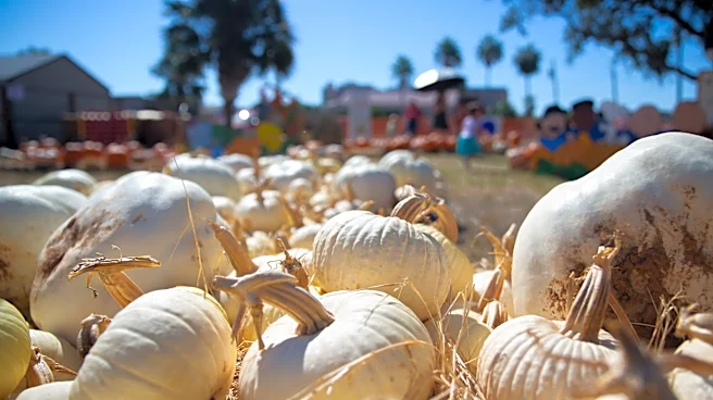 Find your pick at these Corpus Christi area pumpkin patches