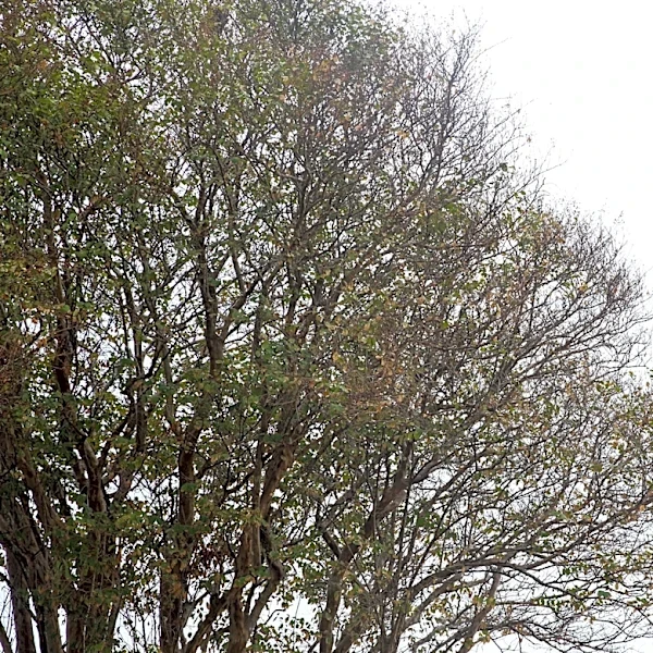 Rain is here to stay through weekend in Corpus Christi. Here's how much