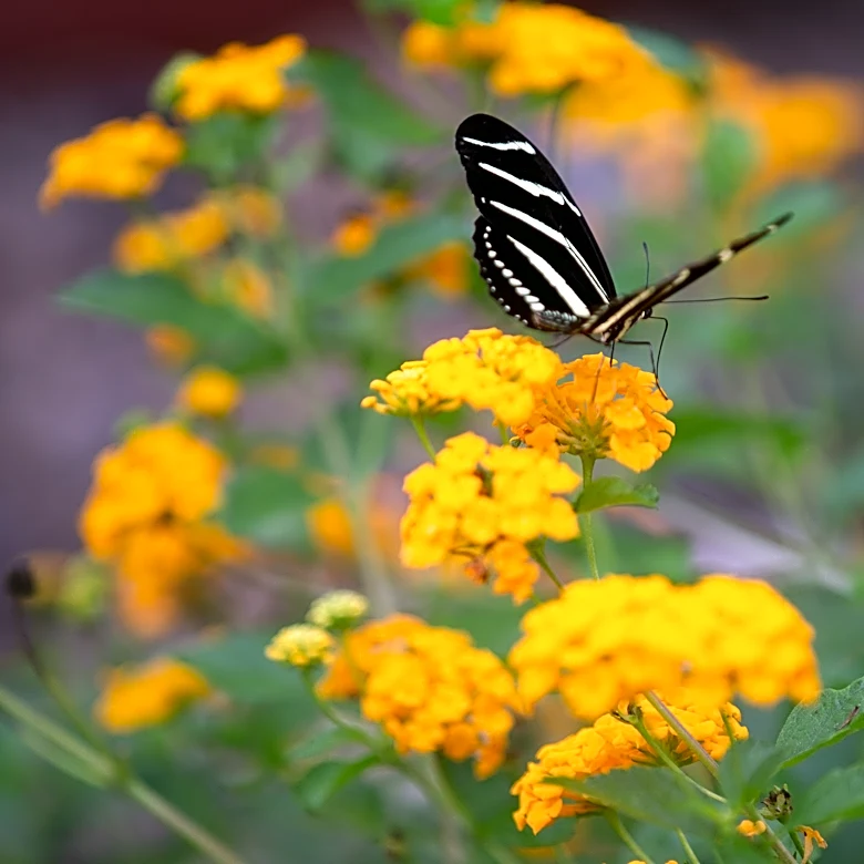 Top things to do in Corpus Christi area Oct. 8 through Oct. 11