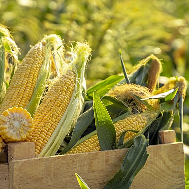 12 Of The Worst Corn Recalls In American History