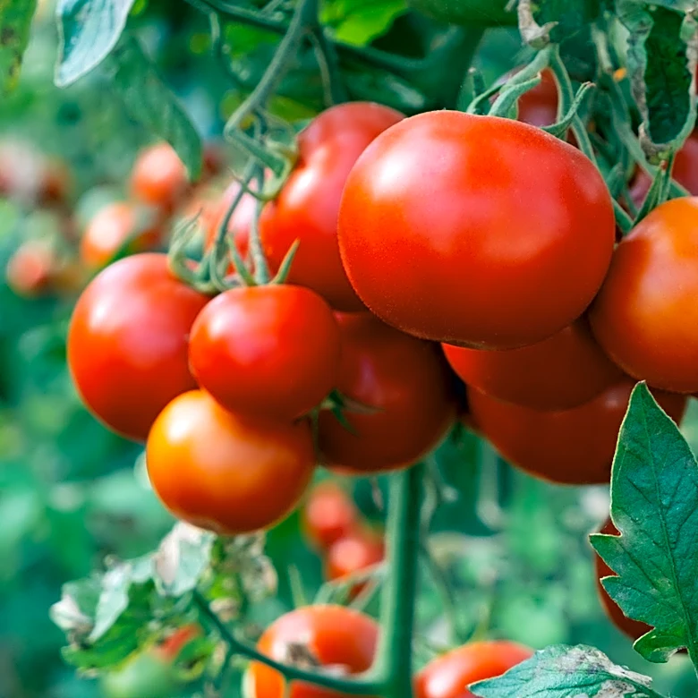 Why The Cost Of Tomatoes Is Soaring In 2026
