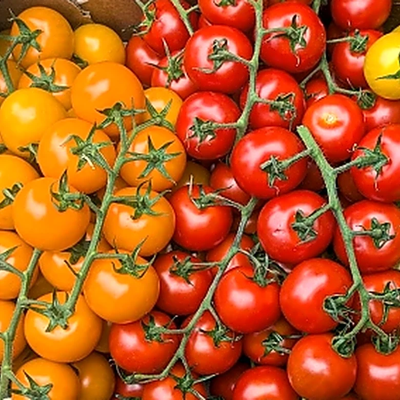 For The Juiciest Cherry Tomatoes, Plant Them Along A Fence