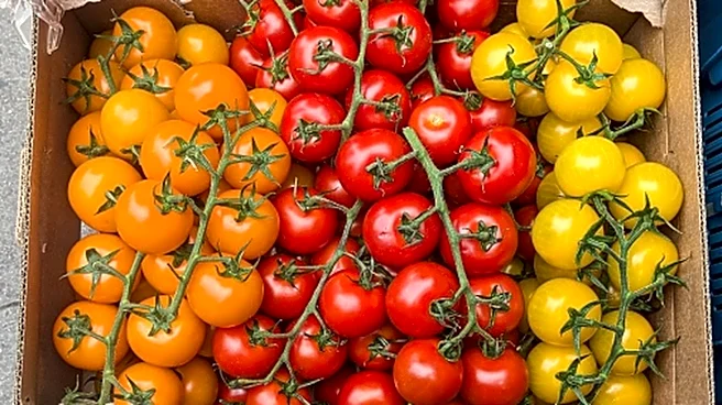 For The Juiciest Cherry Tomatoes, Plant Them Along A Fence