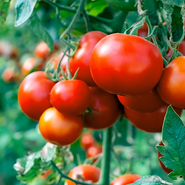 Growing Tomatoes? Here's How To Tell If They Need More Water