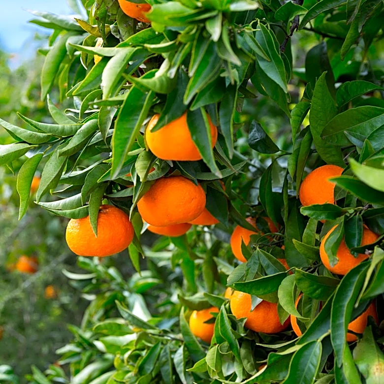 These 10 Home Depot Fruit Trees Will Bring New Life To Your Garden