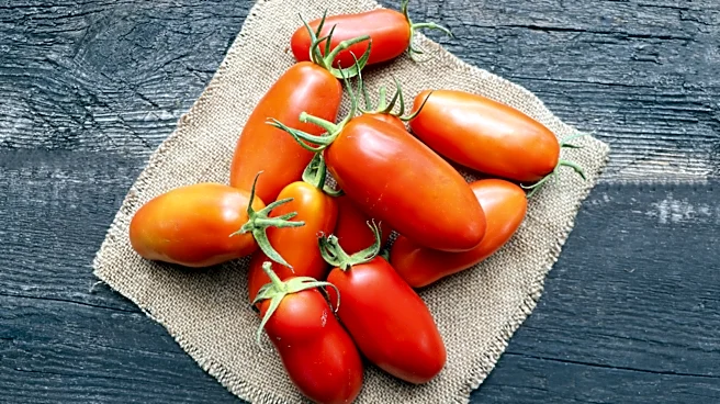 How To Pick The Best, Juiciest Tomatoes At The Grocery Store