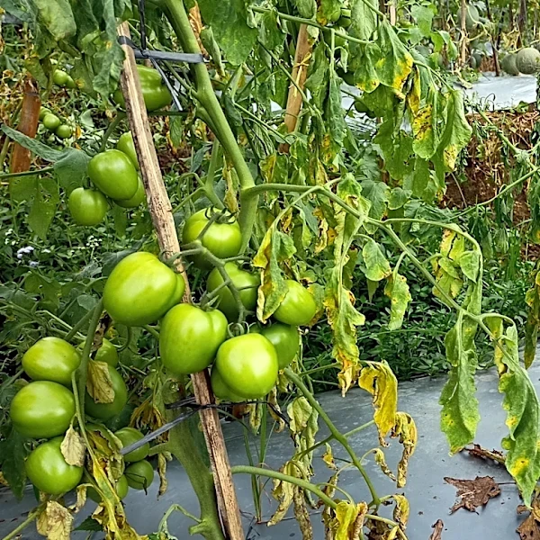 5 Reasons Why Your Tomato Plants Are Wilting