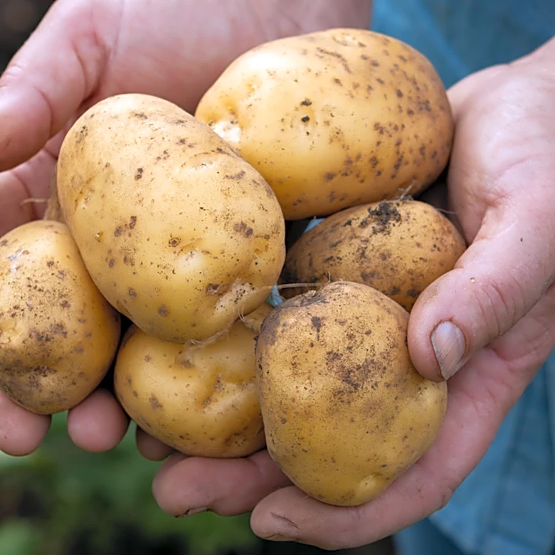 Toss Your Potatoes If You Notice This On The Skin
