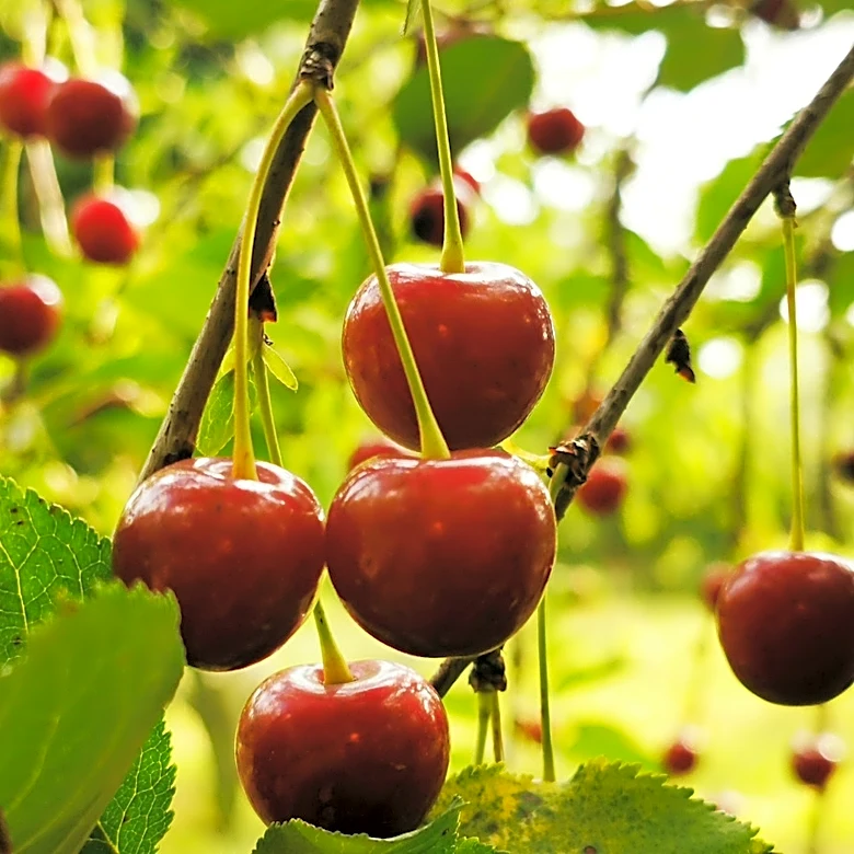 Don't Skip This Step When Planting Cherry Seeds In Your Garden