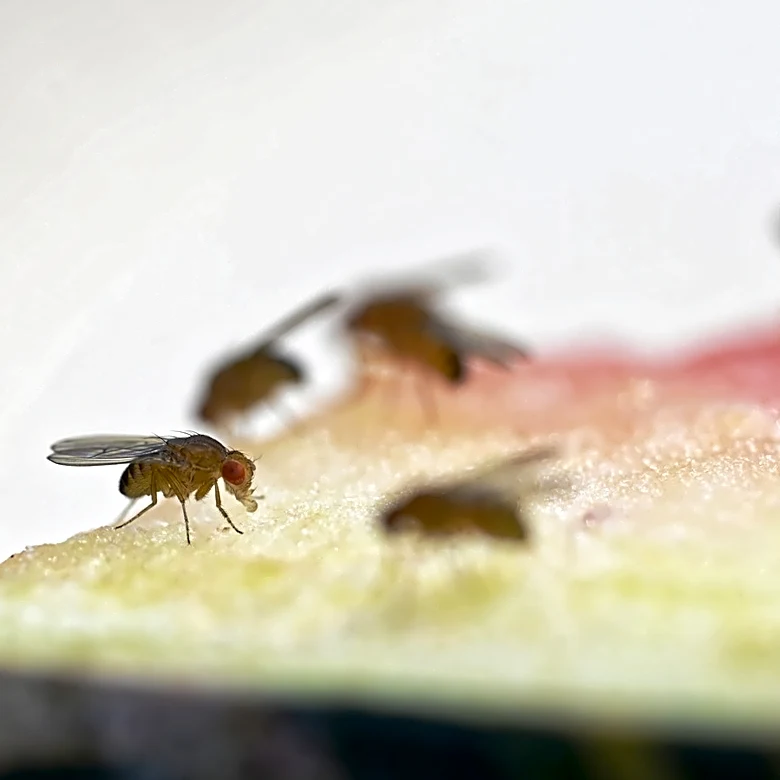 How To Repel Fruit Flies With A Simple But Overlooked Solution