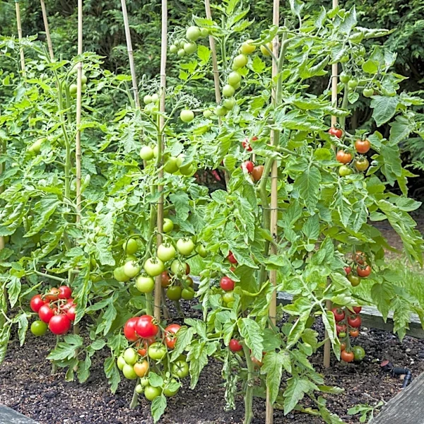 Keep Your Tomato Plants Healthy In July With This Pruning Tip