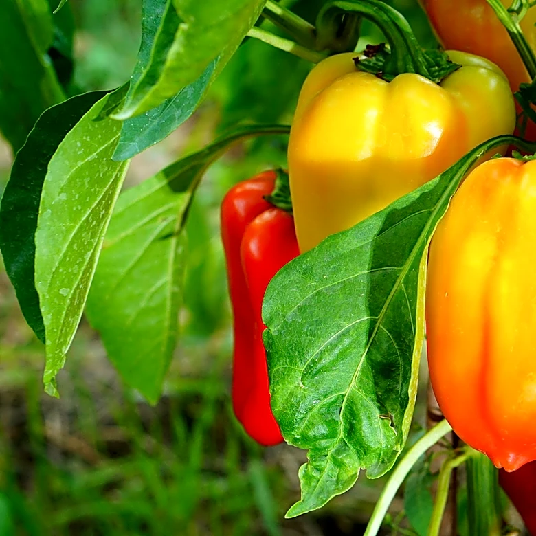 For Better Homegrown Peppers, Plant This Veggie Alongside Them