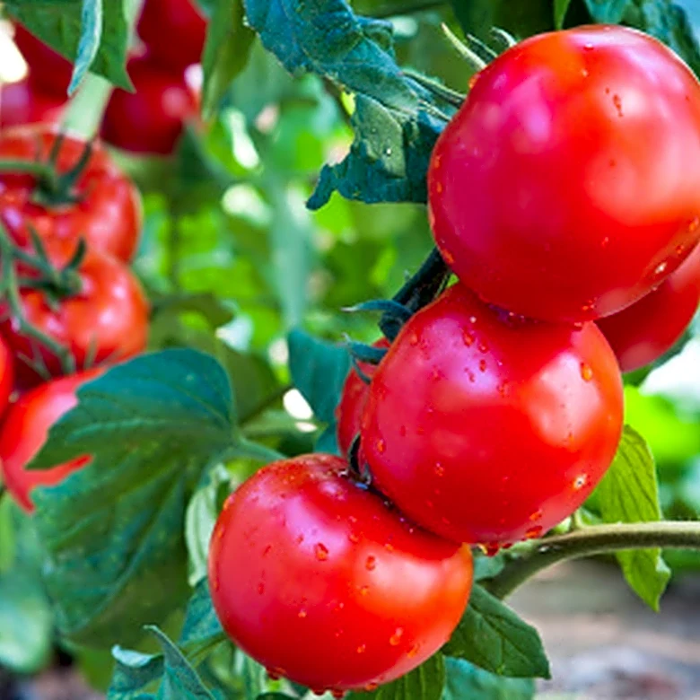 6 Late-Season Pests To Look Out For On Tomato Plants