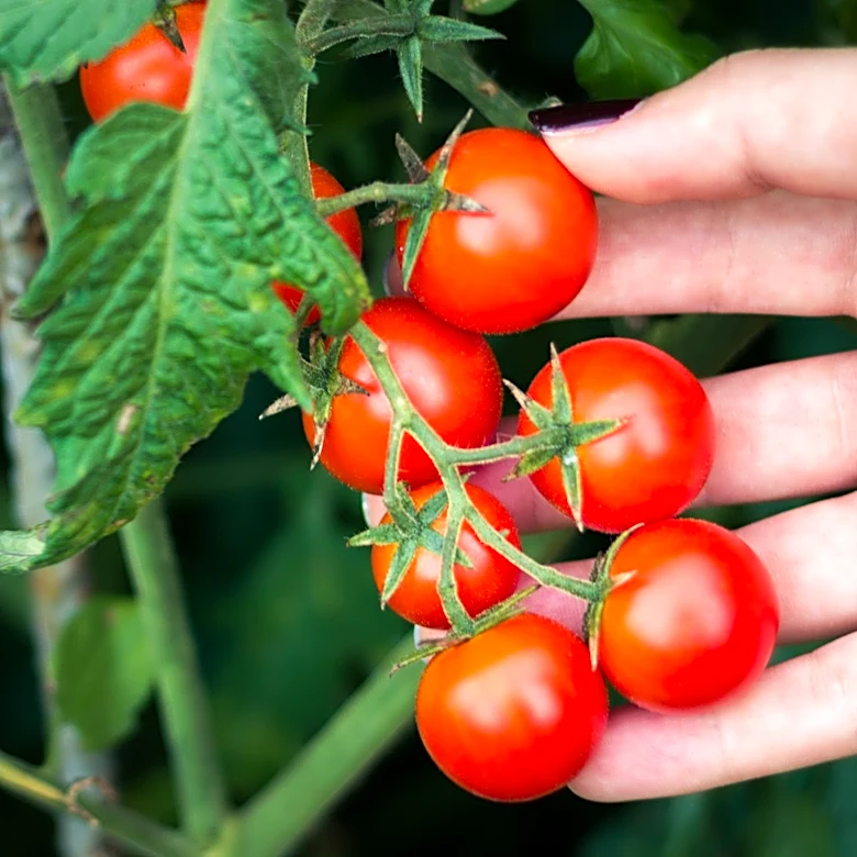 Better Garden Tomatoes Start With This Food Scrap You Always Throw Away