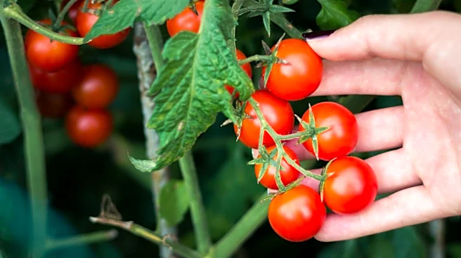 Better Garden Tomatoes Start With This Food Scrap You Always Throw Away