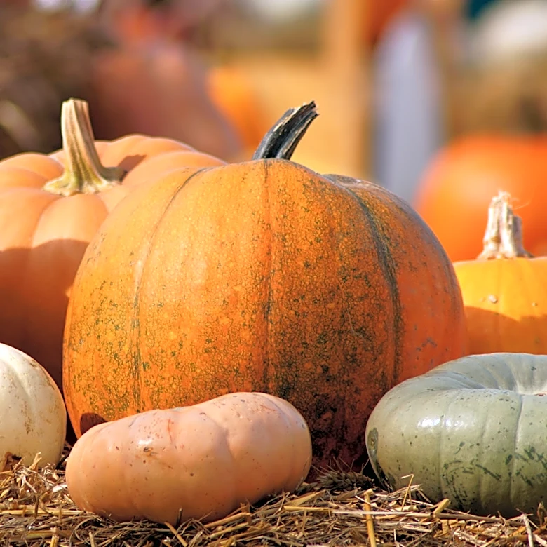 This Type Of Knife Makes Cutting Fresh Pumpkin Way Less Effort