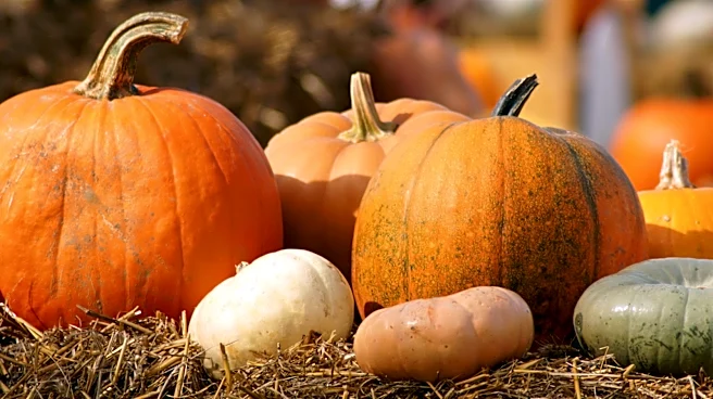 This Type Of Knife Makes Cutting Fresh Pumpkin Way Less Effort