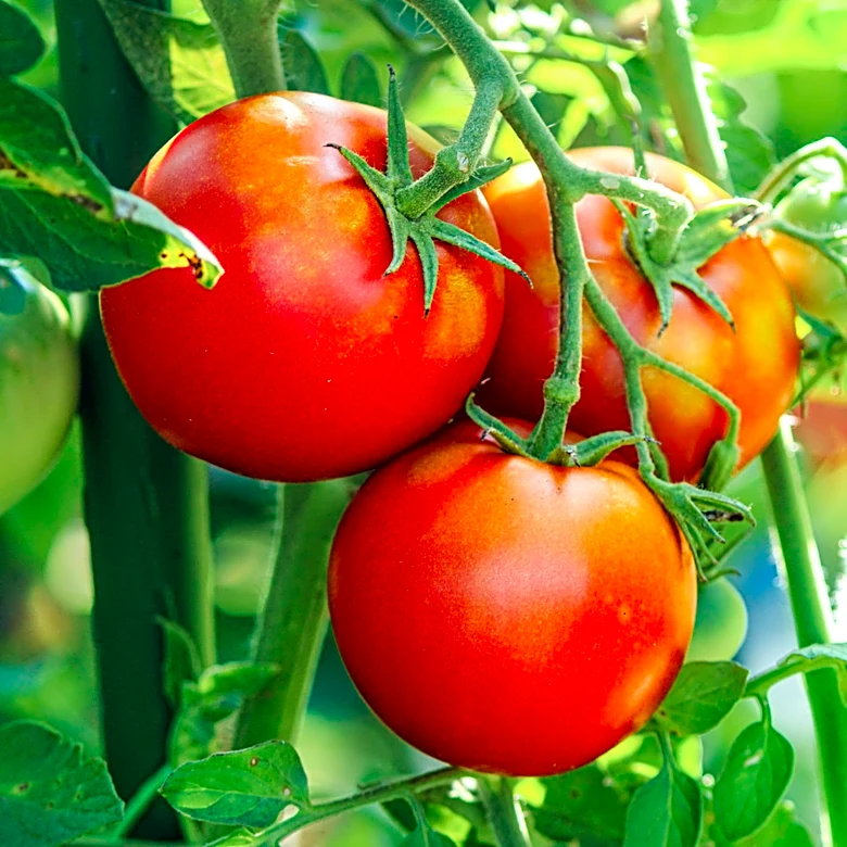 What's The Average Lifespan Of Tomato Plants In Your Garden?