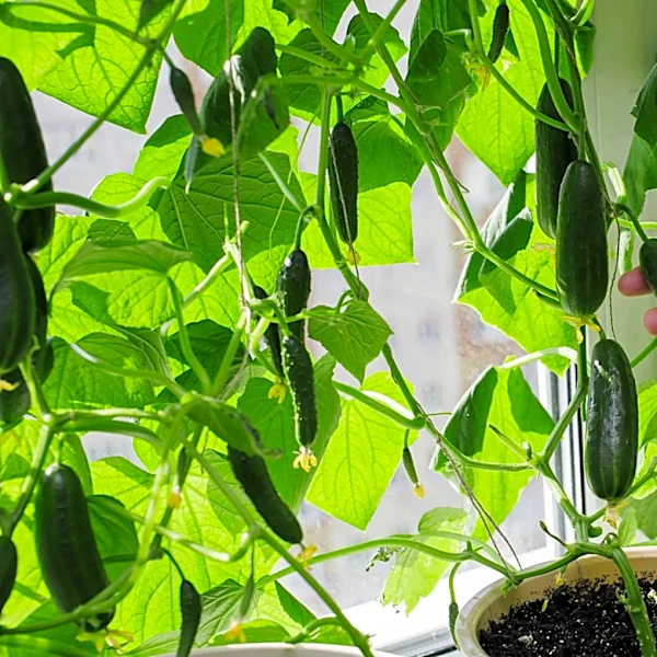 What's The Average Lifespan Of Cucumber Plants?