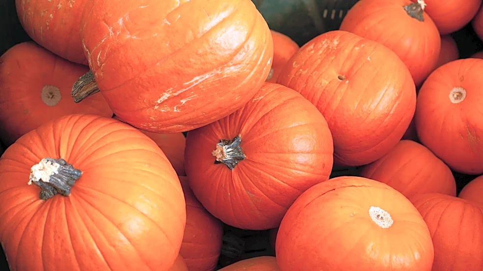 Pumpkin Is 10x More Flavorful When Paired With This Chocolate