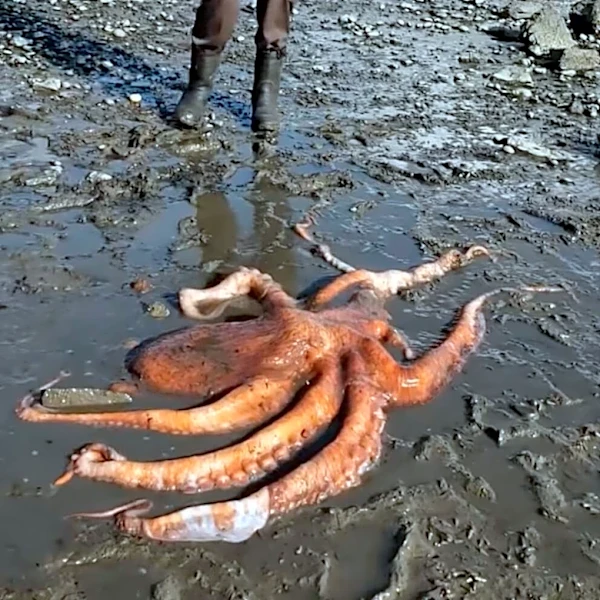 Family Call For Help When They Find World’s Largest Octopus Species Stranded In Mud