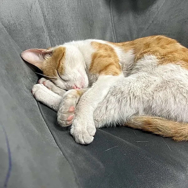 Shopkeeper Helps A Hungry Stray Cat — And Now Gets Daily Hugs In Return