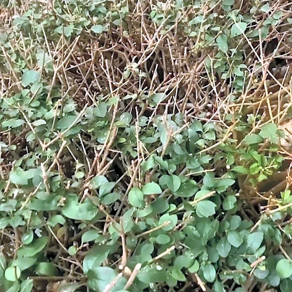 Little Girl Spots Brown Clump In A Bush And Realizes A Beautiful Bird Is Trapped