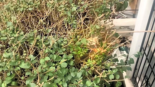 Little Girl Spots Brown Clump In A Bush And Realizes A Beautiful Bird Is Trapped