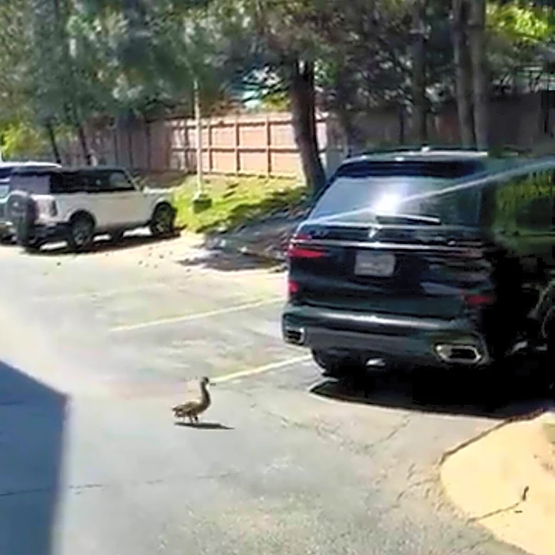 Mama Duck Approaches Preschool Director During Dismissal And Asks For Help