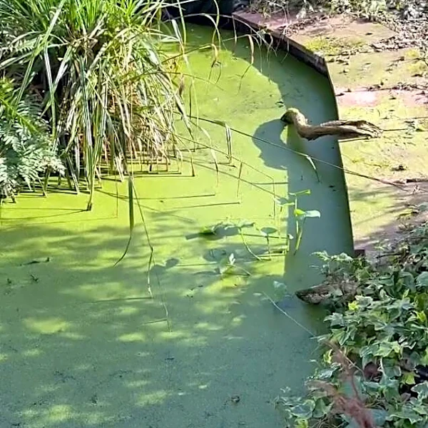 Woman Buys House With ‘Empty’ Pond — Then Finds Someone Tiny Living There