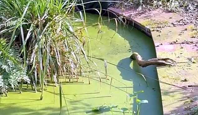 Woman Buys House With ‘Empty’ Pond — Then Finds Someone Tiny Living There