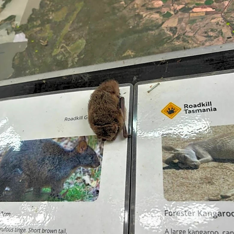 Man Sees Strange Fuzzy Lump Hanging From Poster — Then He Looks Closer