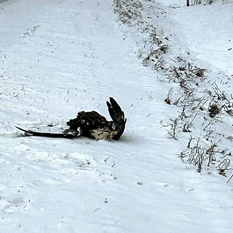 Majestic Bird 'Left For Dead' On Roadside Opens His Eyes — And Sees His Hero