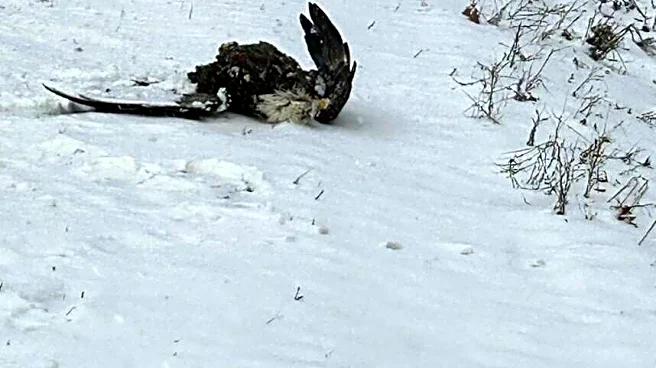 Majestic Bird 'Left For Dead' On Roadside Opens His Eyes — And Sees His Hero