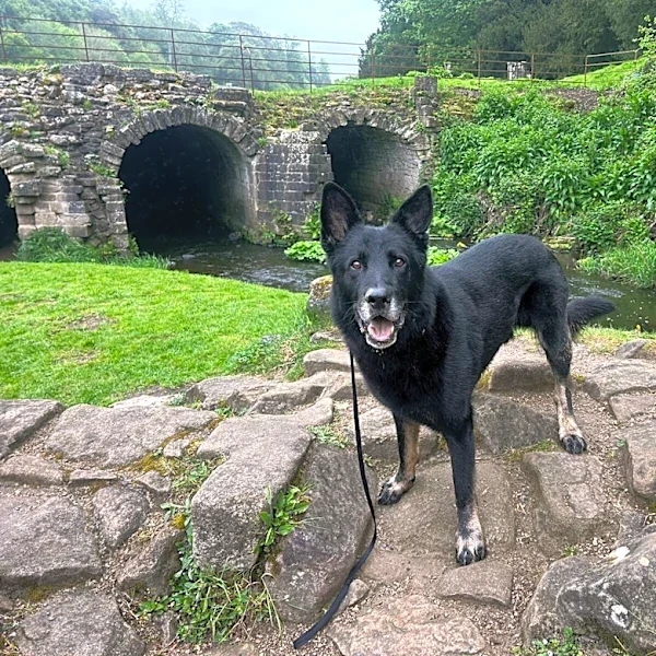 Police Dog Was Enjoying His Retirement — Until He Spotted A Baby In Trouble