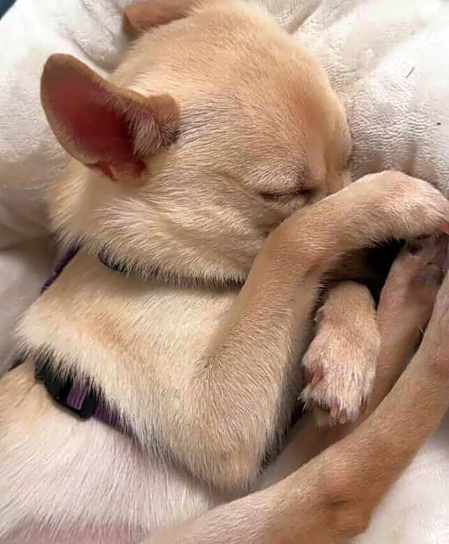 ‘Needy’ Dog Left In Woods Days After Her Adoption Comes Running When She Hears Her Name