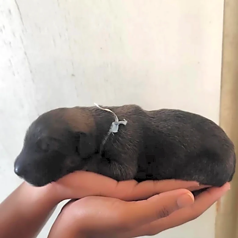 Nobody Expected This Tiny Black Puppy To Grow Into A Color-Changing Giant