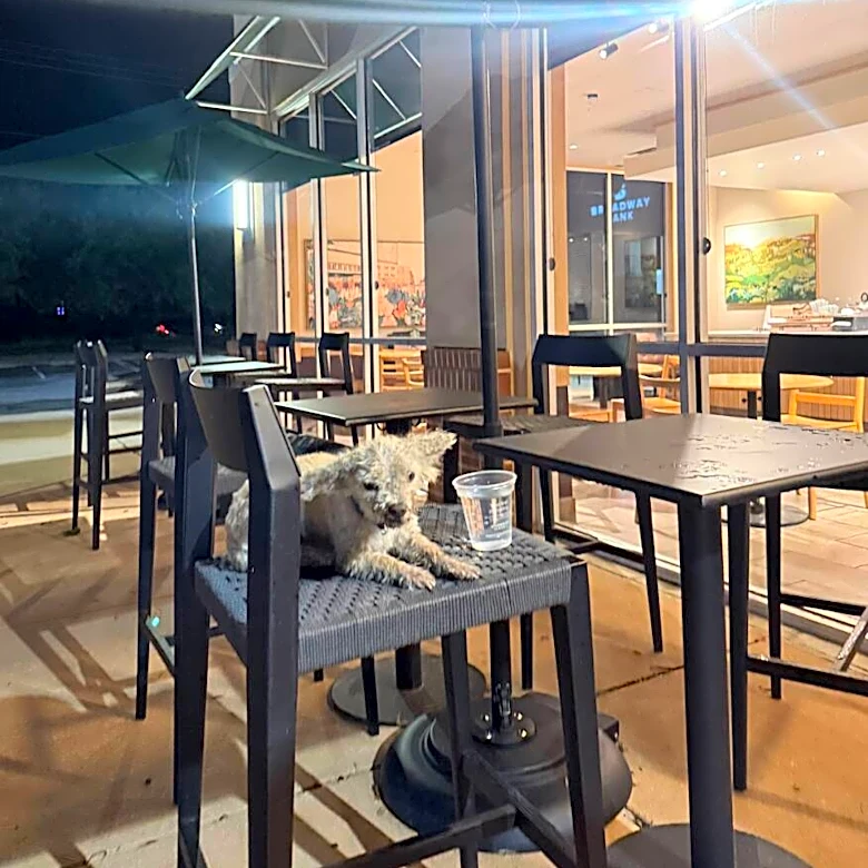 Little Poodle Waits All Night On Starbucks Patio For Someone To Notice Him
