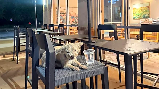 Little Poodle Waits All Night On Starbucks Patio For Someone To Notice Him