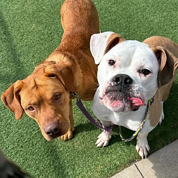 Shelter Pup Gets Lost While On A Walk — So Staff Bring His Best Dog Friend To Find Him