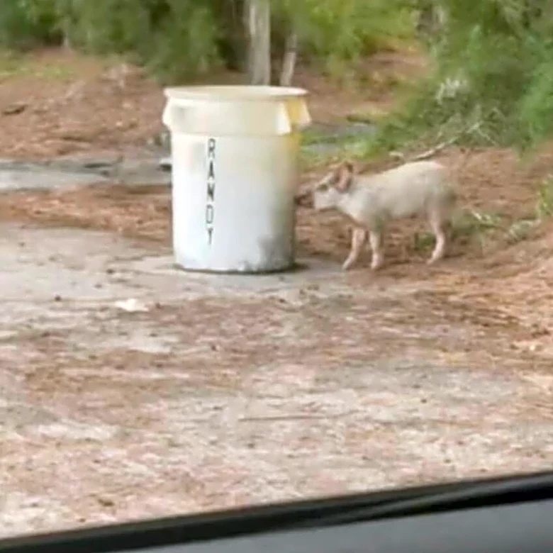Dog Walkers Spot Desperate Pig Sniffing Near Trash — And Change His Life