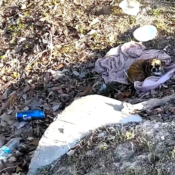 Timid Pup ‘Shaking’ In Ditch Completely Transforms When Someone Stops To Help